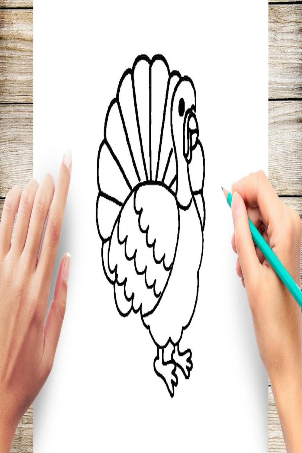How to Draw Turkey Step by Step for Kids Easy