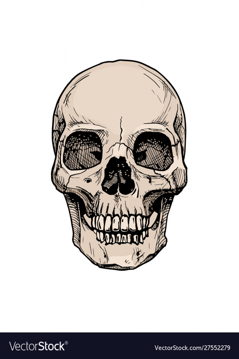Human skull with a lower jaw Royalty Free Vector Image
