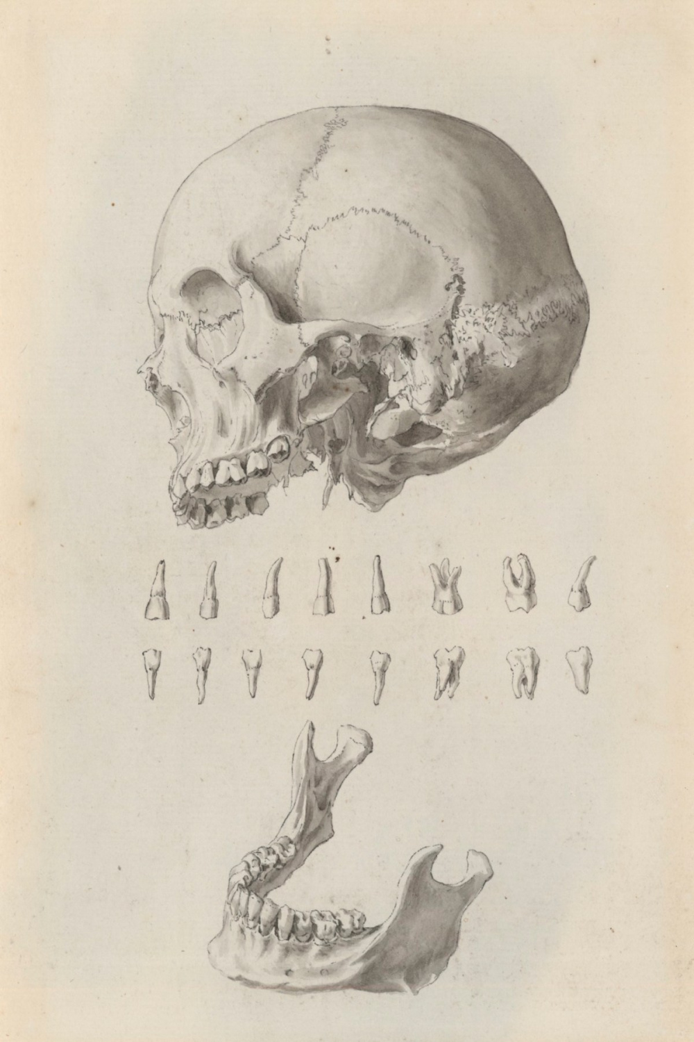 Human skull with detached lower jaw and teeth, relating to