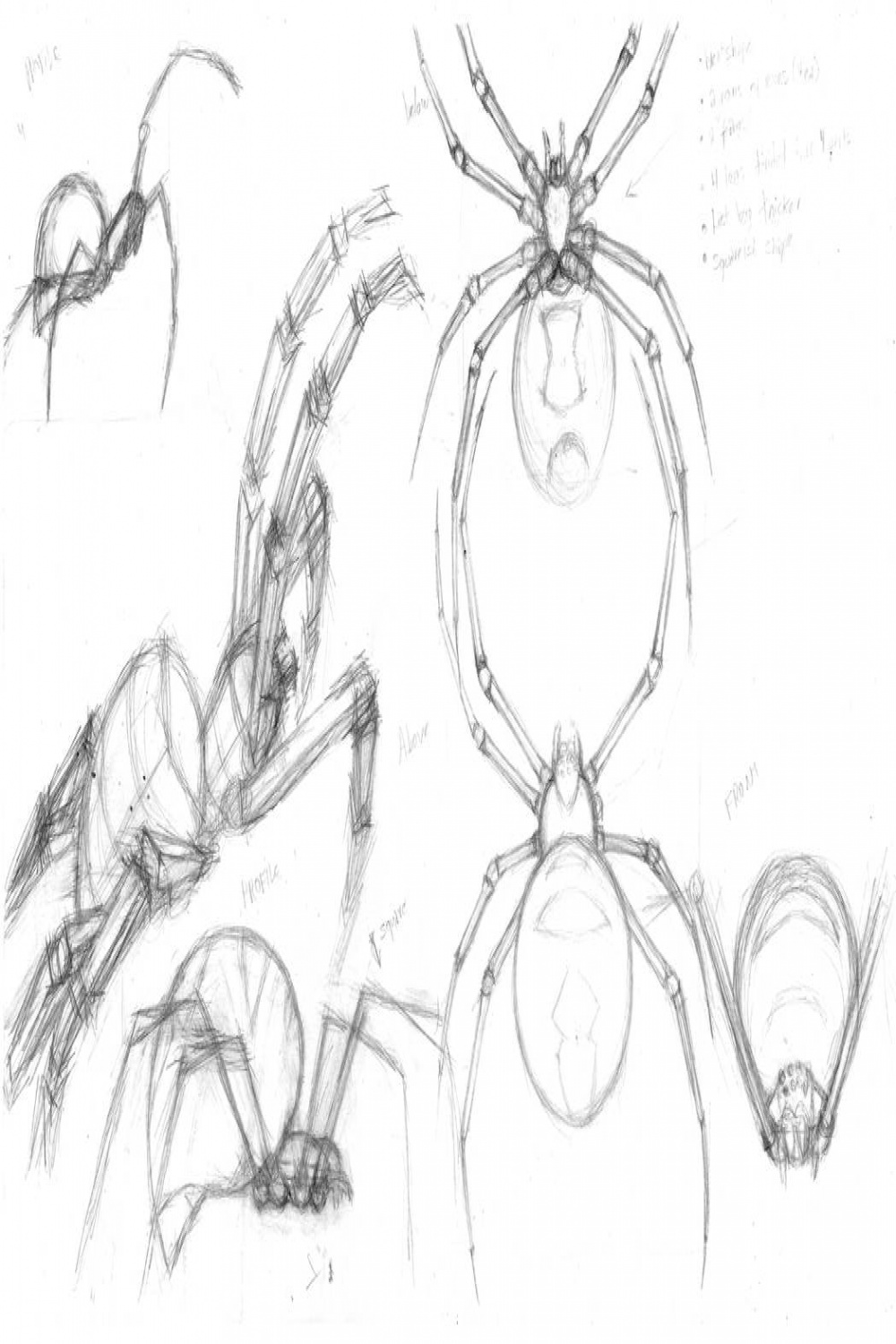 Insect/arachnid studies  (Spiders) by Vibrantes on DeviantArt