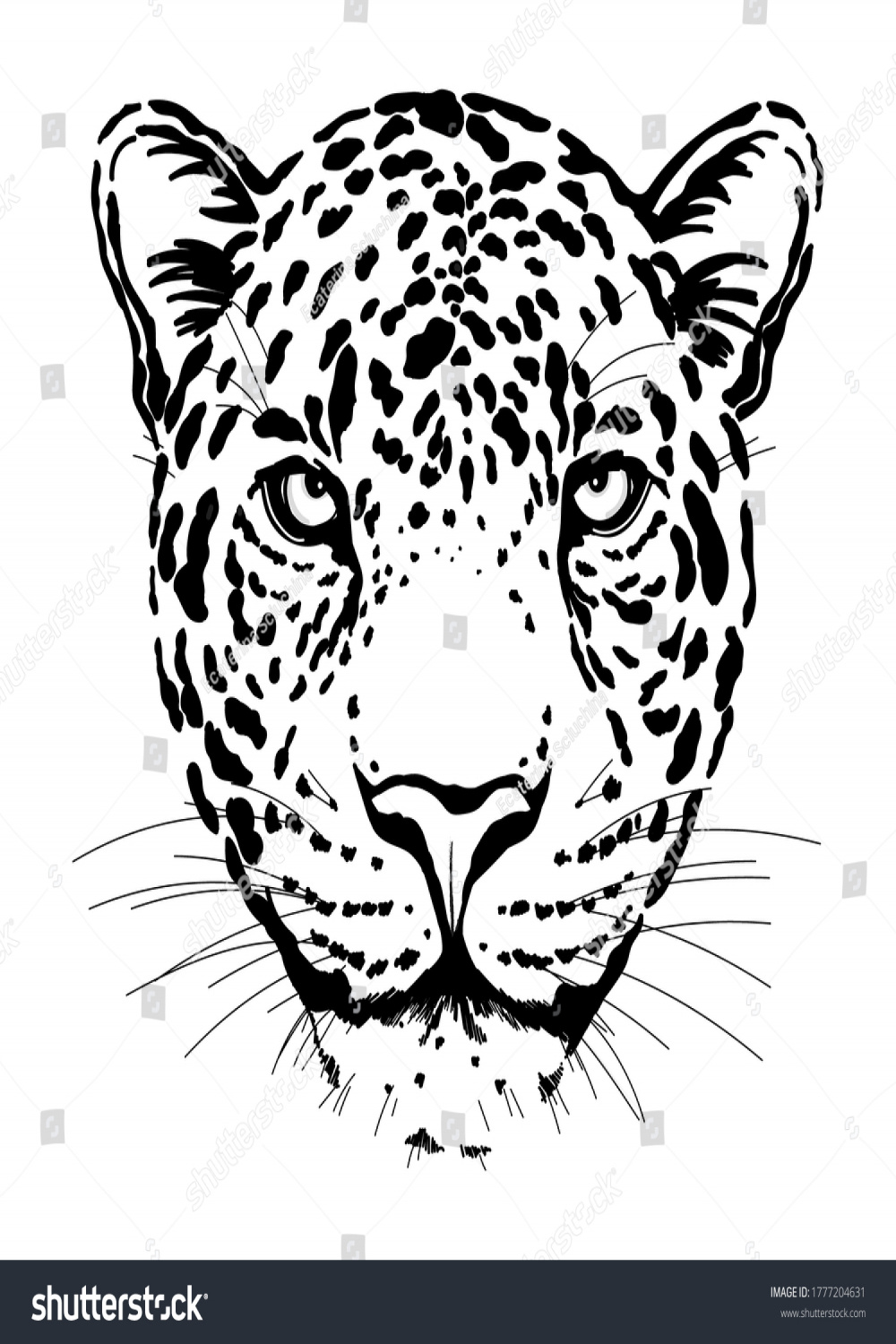 , Jaguar Face Drawing Images, Stock Photos, D objects