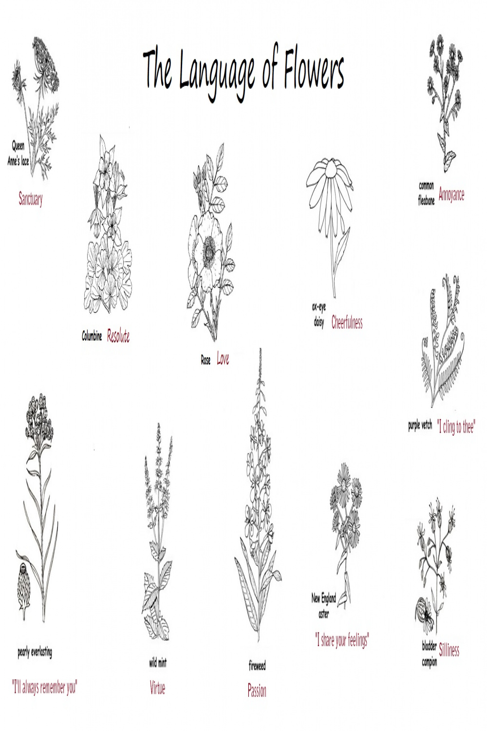Language of Flowers (U.S
