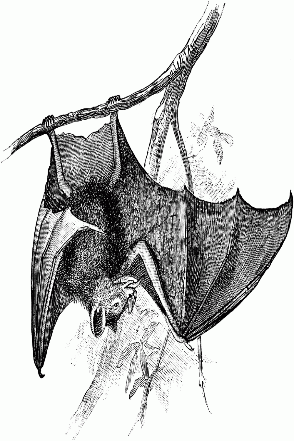 Leaf-Nosed Bat  ClipArt ETC