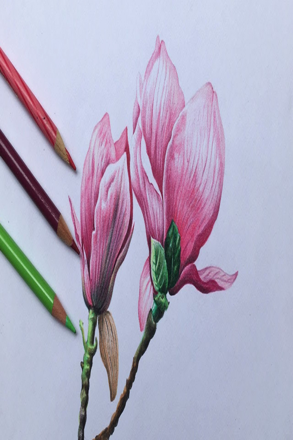Magnolia flowers drawing in color pencil  realistic flower drawing  pink  magnolia flowers drawing