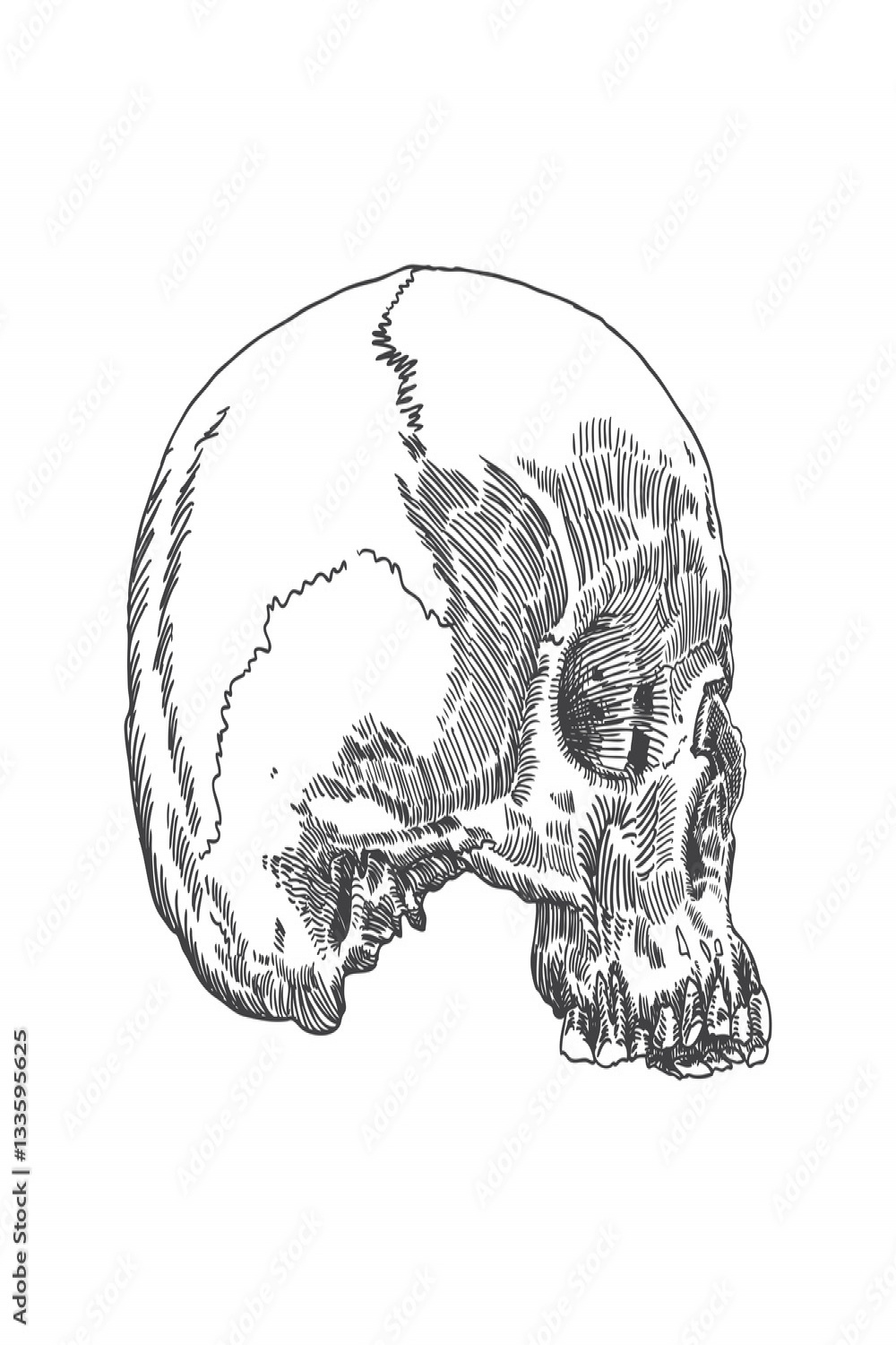 Monochrome anatomic drawing of skull without lower jaw, on white