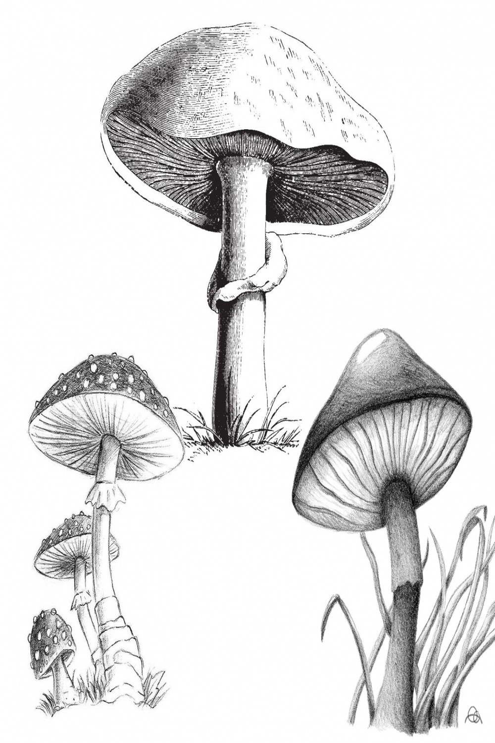 Mushroom Drawing Reference and Sketches for Artists