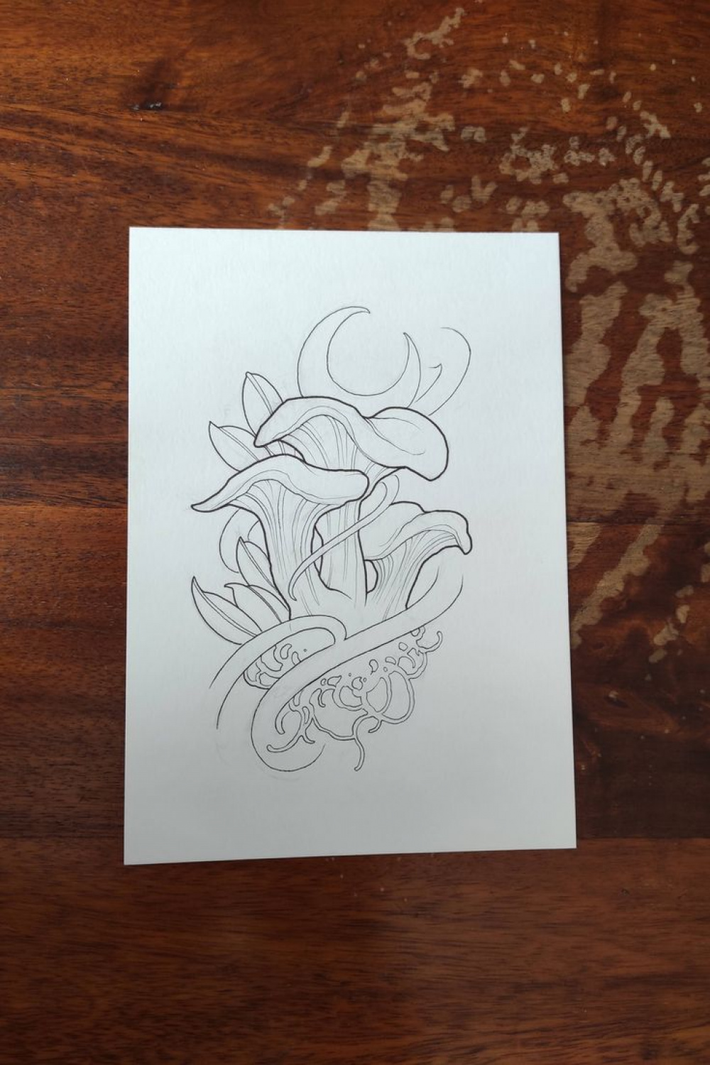 Mushrooms drawing, design