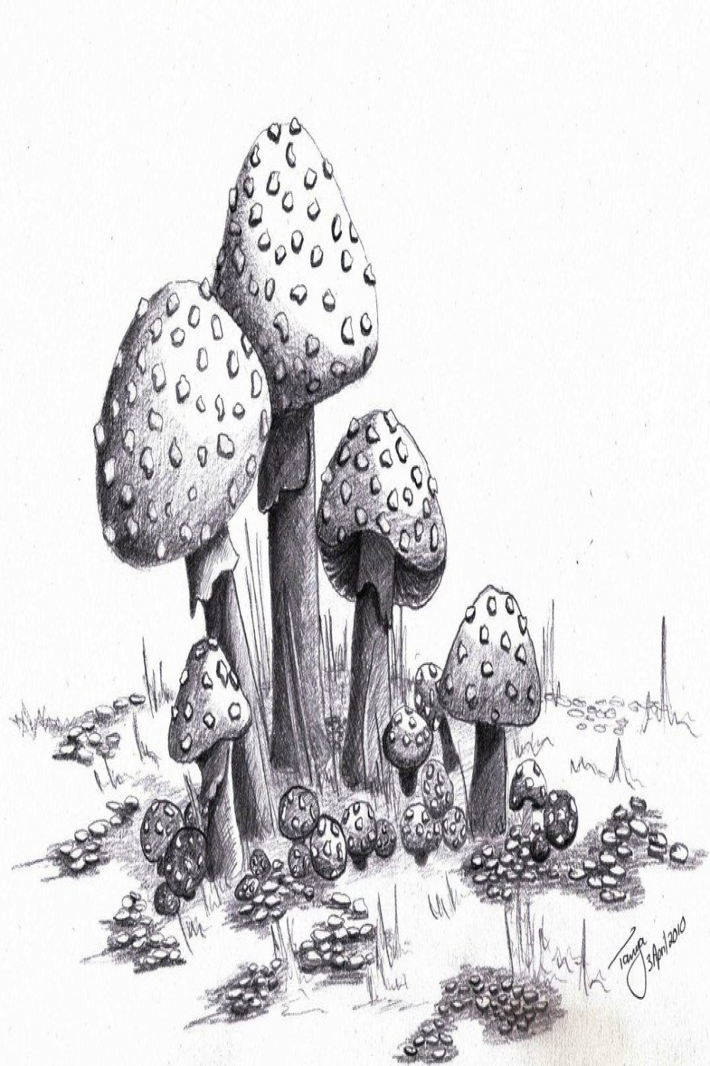 Mushrooms  Mushroom drawing, Drawings, Mushroom art