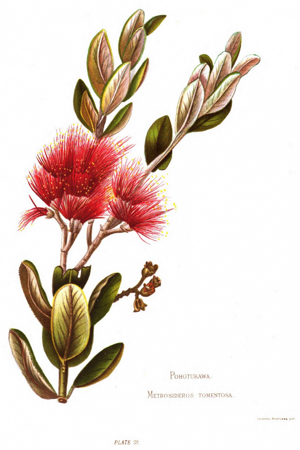 Native Flowers of New Zealand/Plate   Botanical flower art