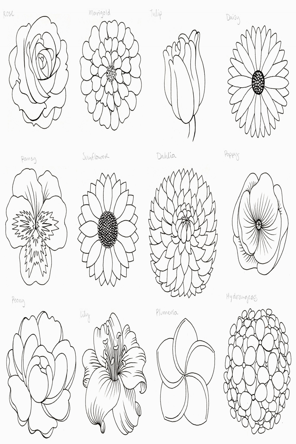 Nature, draw + outline flowers