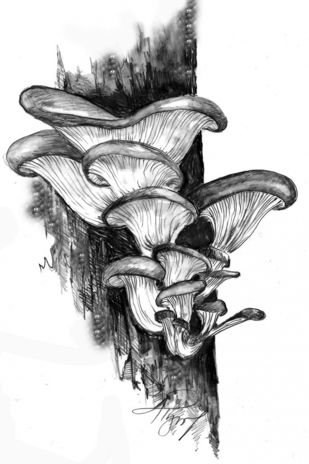 Oyster Mushrooms  Botanical art drawing, Mushroom drawing