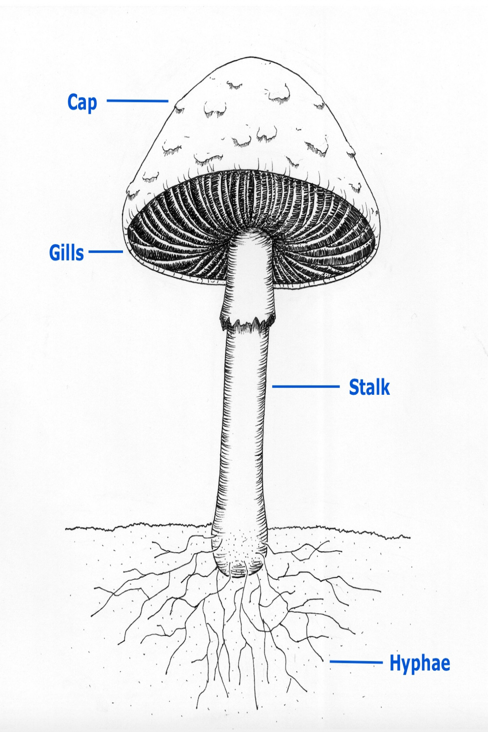 Parts of a mushroom — Science Learning Hub