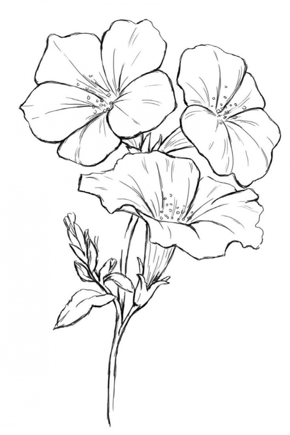 Pin by Brujan Alina Maria on flori  Flower sketches, Flower