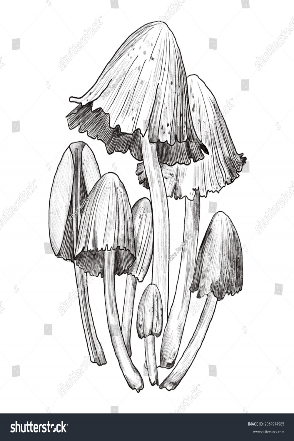 Poisonous Forest Mushroom Drawing Black Pencil Stock Illustration