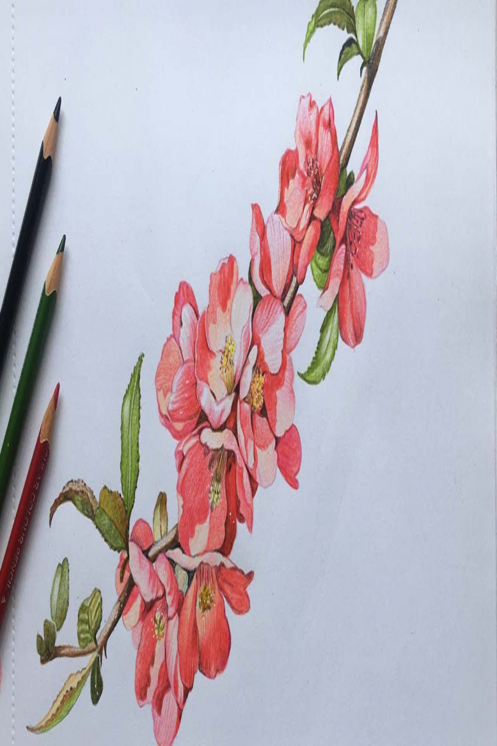 Flowers Drawing Pencil Colour