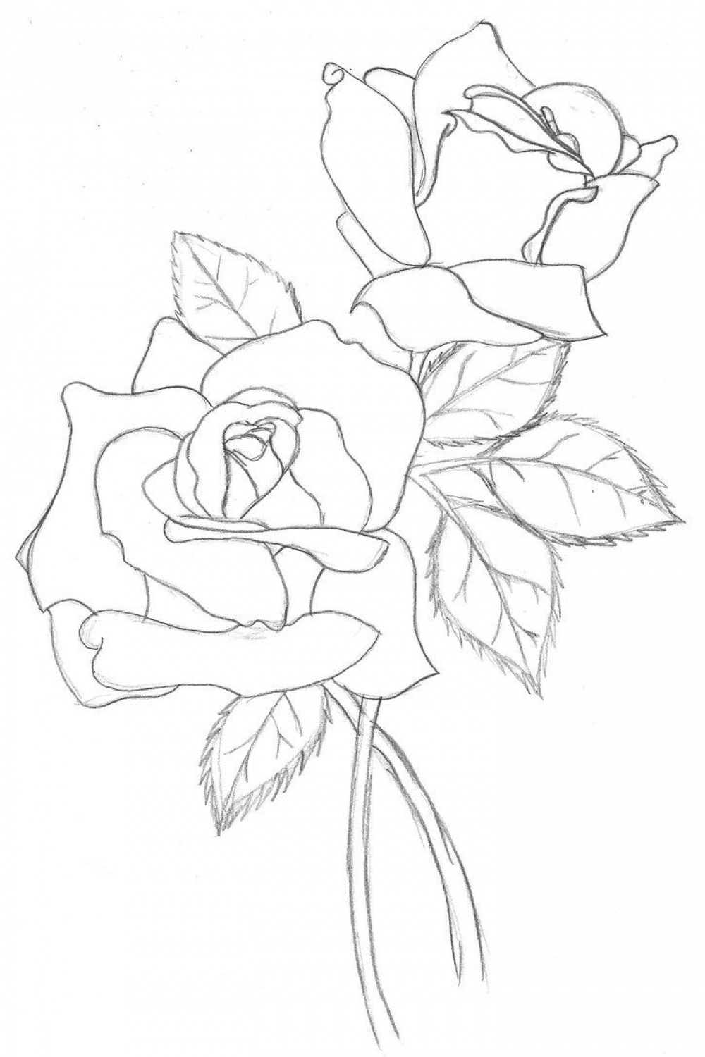 Realistic Rose Drawing Outline  Flower drawing, Rose drawing