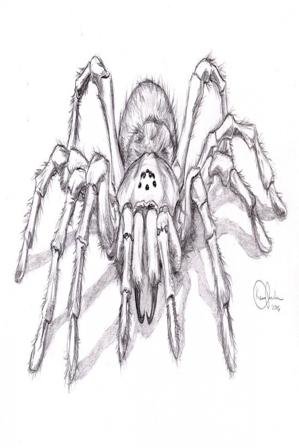 Realistic spider drawing  Spider drawing, Spider art, Realistic