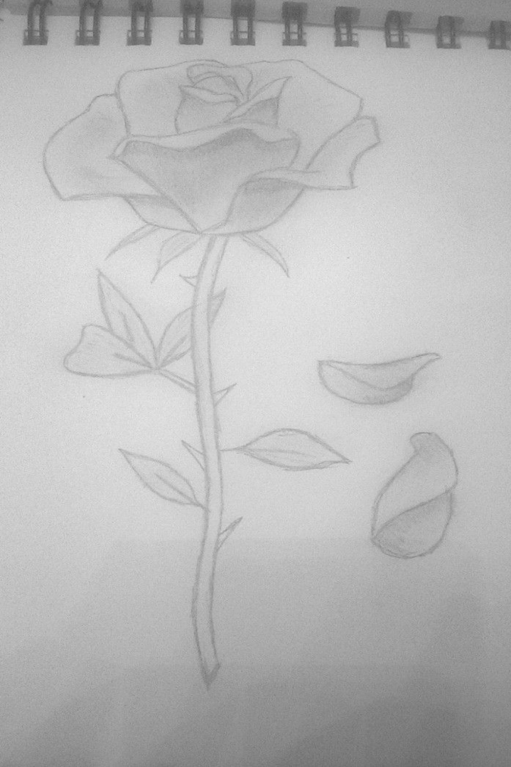 90s Rose Drawing