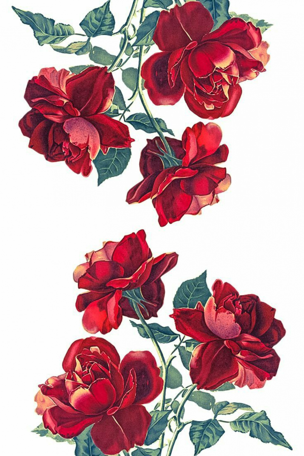 roses #flowers #art #nature #february #drawing #rose #illustration