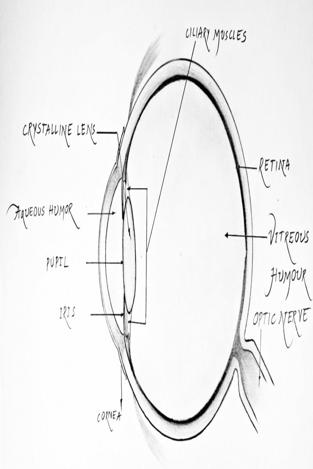 SE How to draw Human eye diagram  easy and simple biology