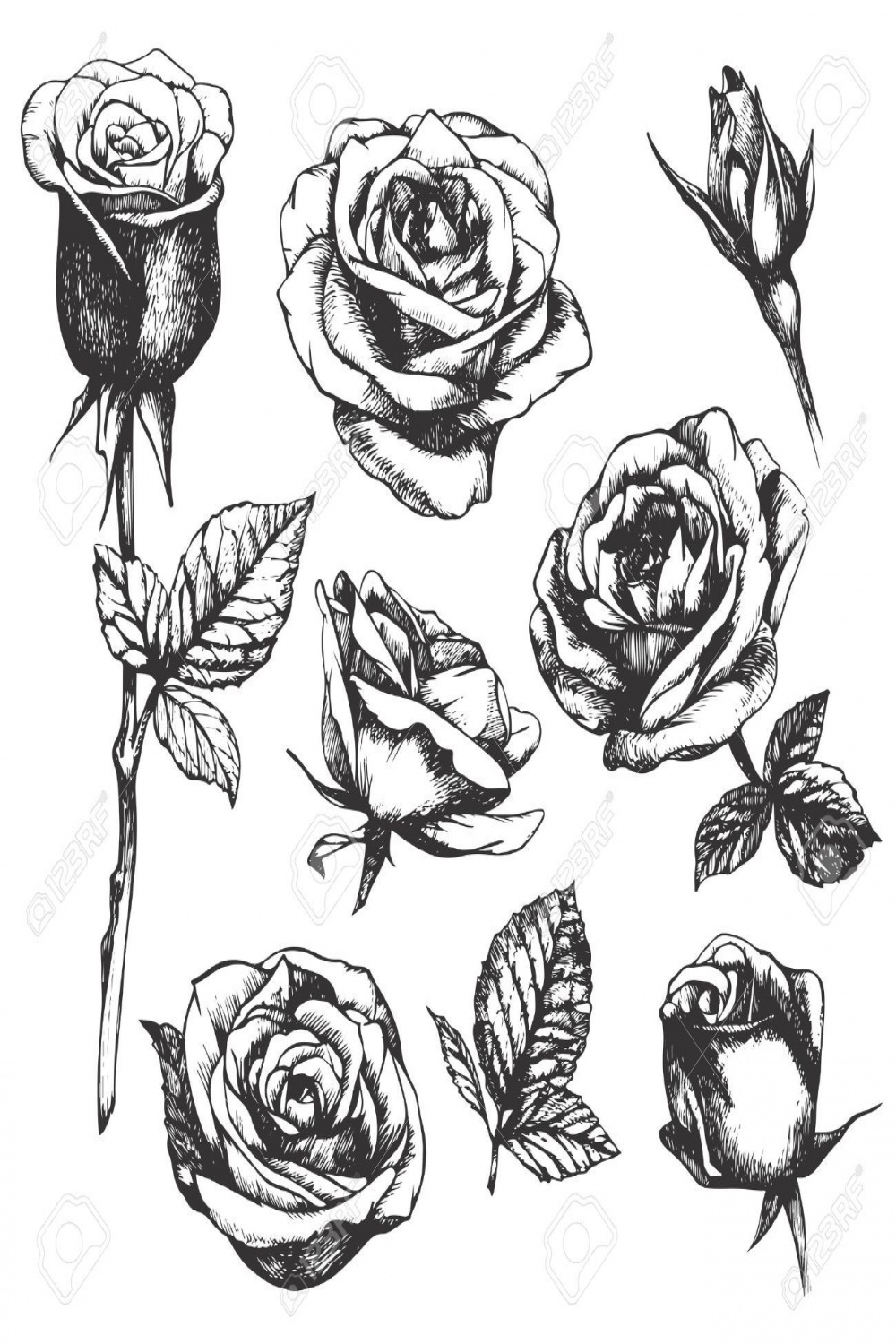 Set Of Highly Detailed Hand-drawn Roses