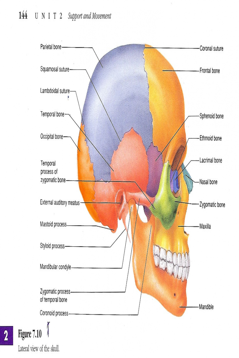 Skull labeled  Human anatomy drawing, Skull labeled, Anatomy drawing