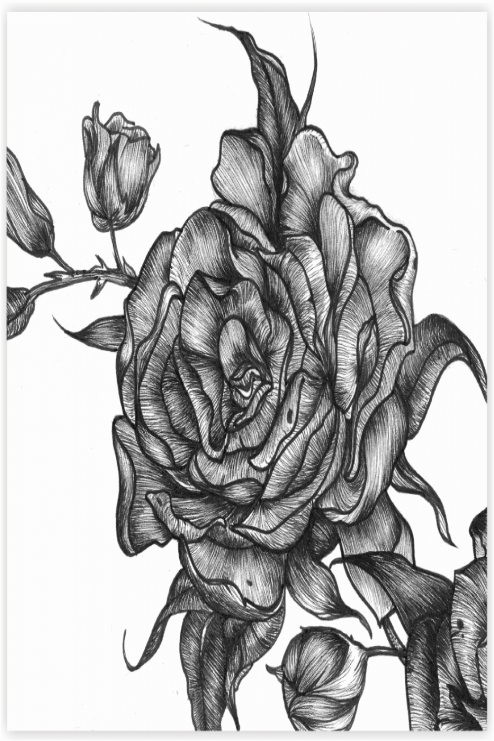 Tattoo Design : Dark Roses on Behance
