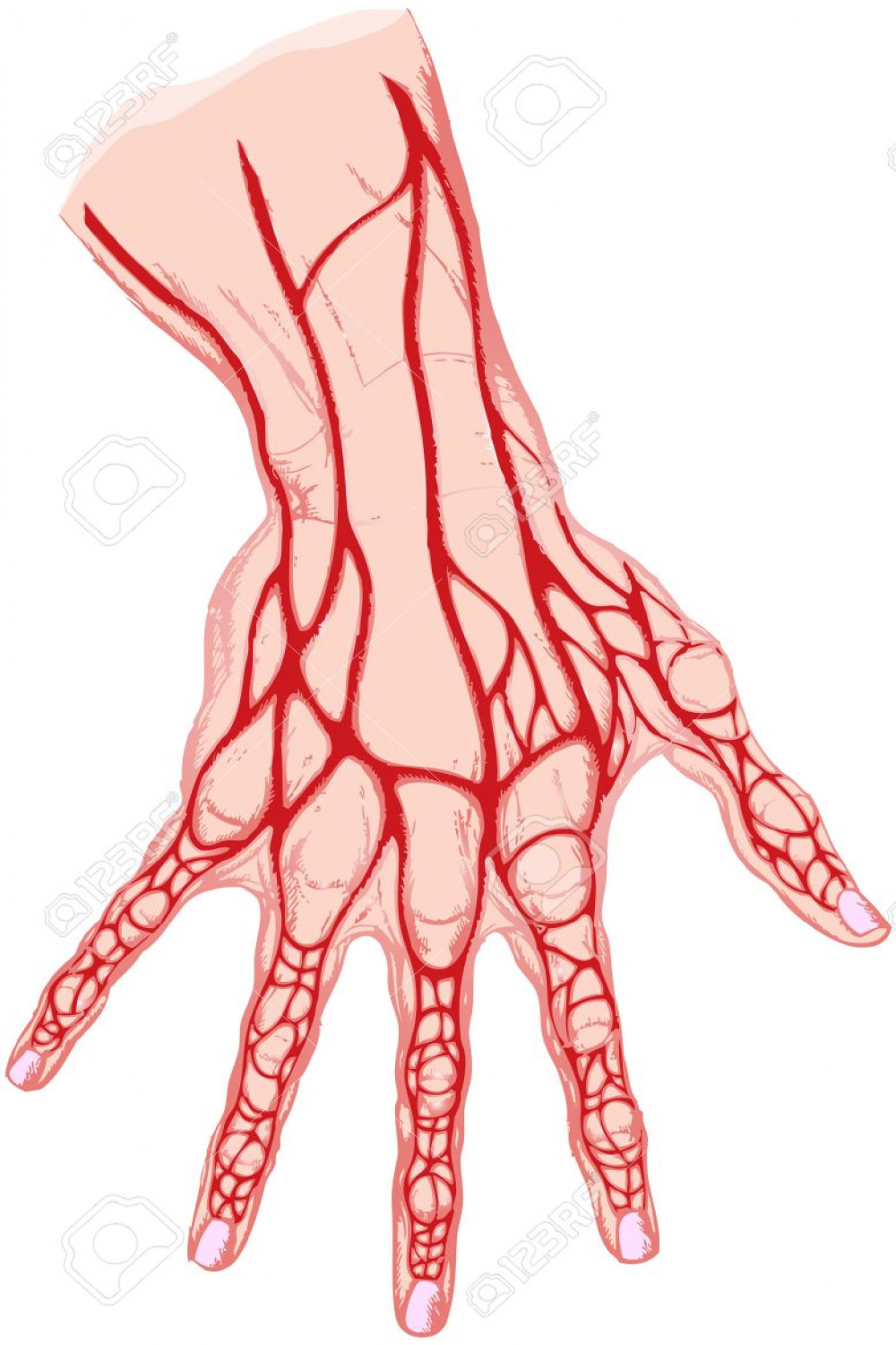 The Isolated Drawing Of A Human Hand The Veins Royalty Free SVG