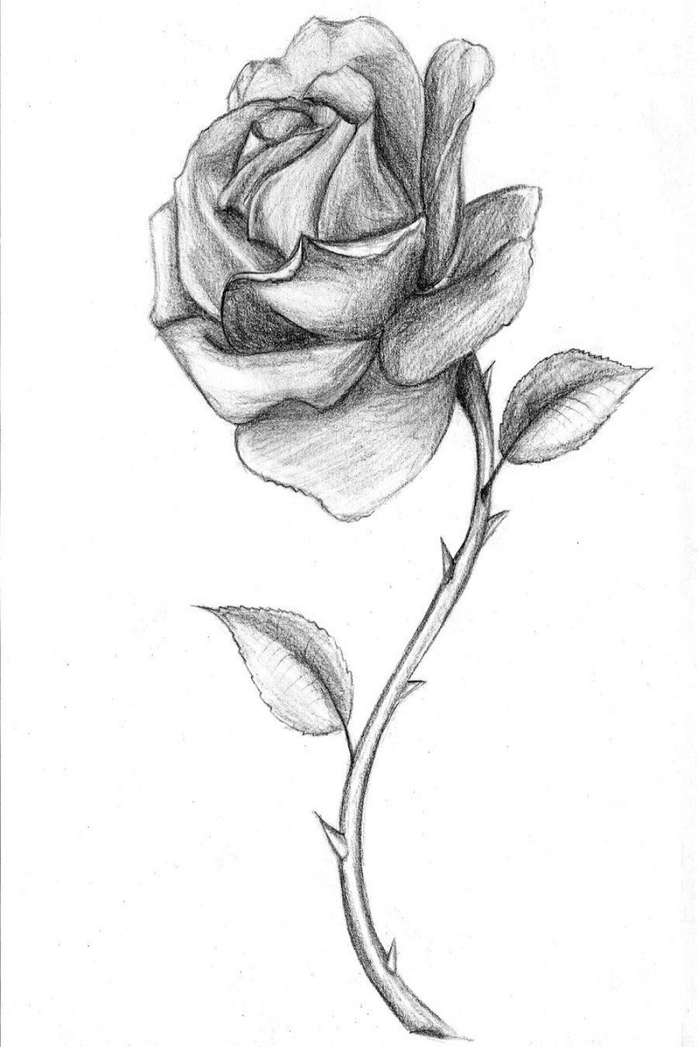 The roseput the writing in the stem  Roses drawing, Rose
