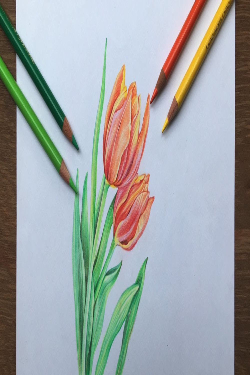 Tulip flowers drawing in color pencil  flower drawing