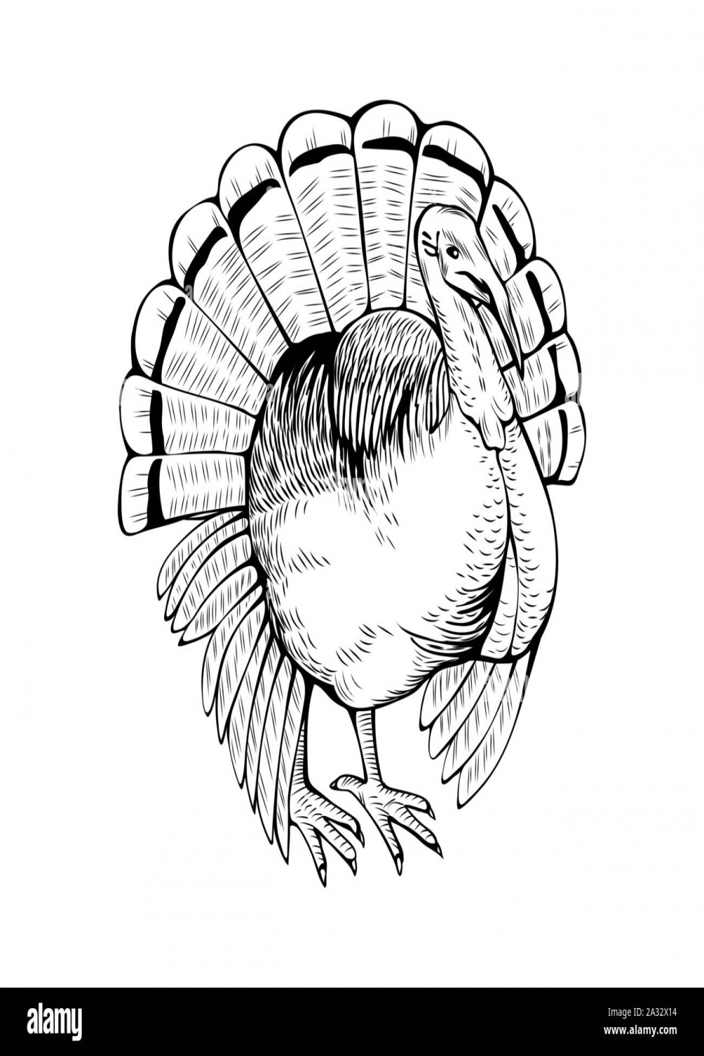 Turkey hand drawn vector illustration
