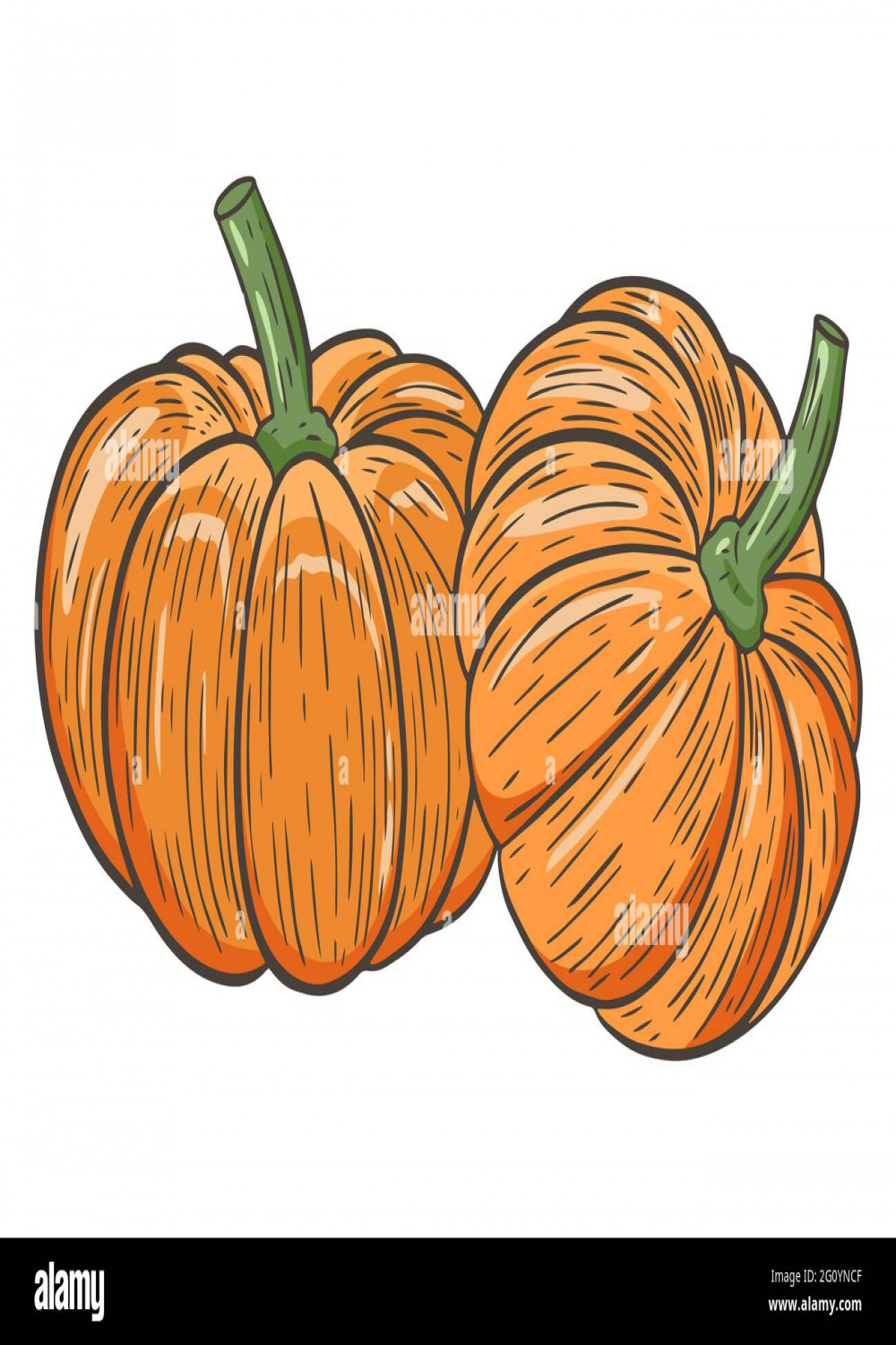 Two pumpkins Stock Vector Images - Alamy