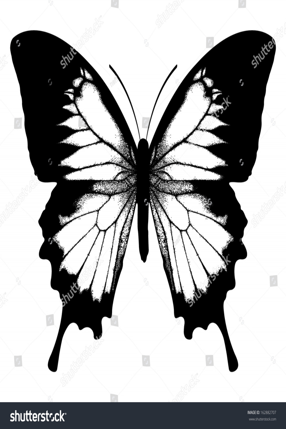 Ulysses Butterfly Papilio Ulysses Blue Mountain: Stock