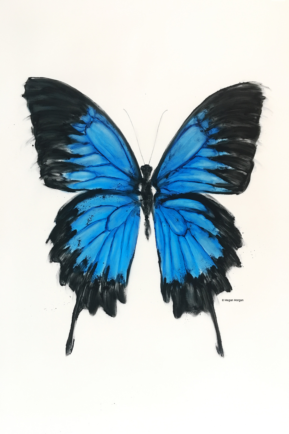 Ulysses Butterfly Tranquilo