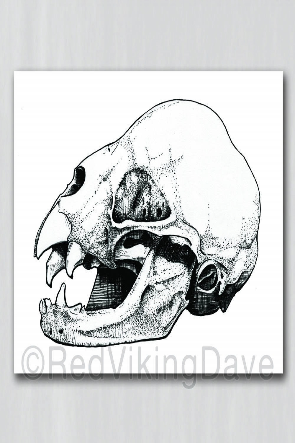 Vampire Bat Skull  Fine Art Giclee Print  Animal Anatomy Study  Drawing  and Illustration  Gothic Artwork  Oddities