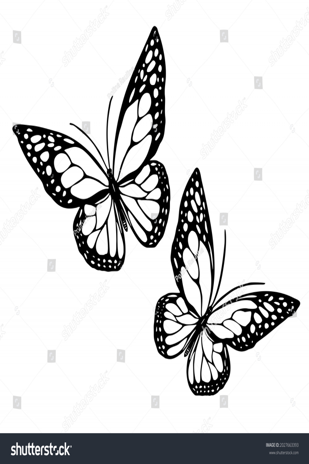 Vector Butterfly Outline Silhouette Black White Stock Vector