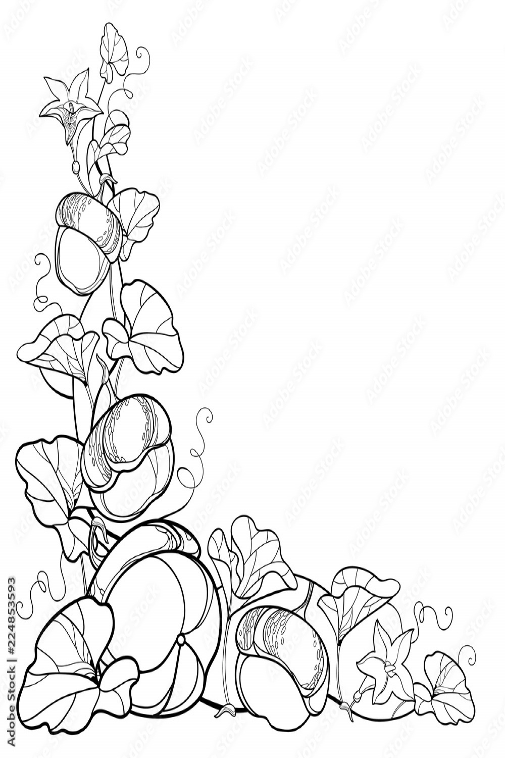 Vector corner composition of outline Pumpkin vine with flower