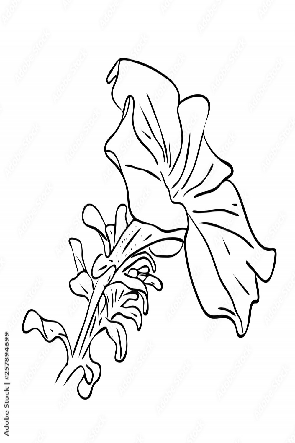 Vector illustration, isolated four o