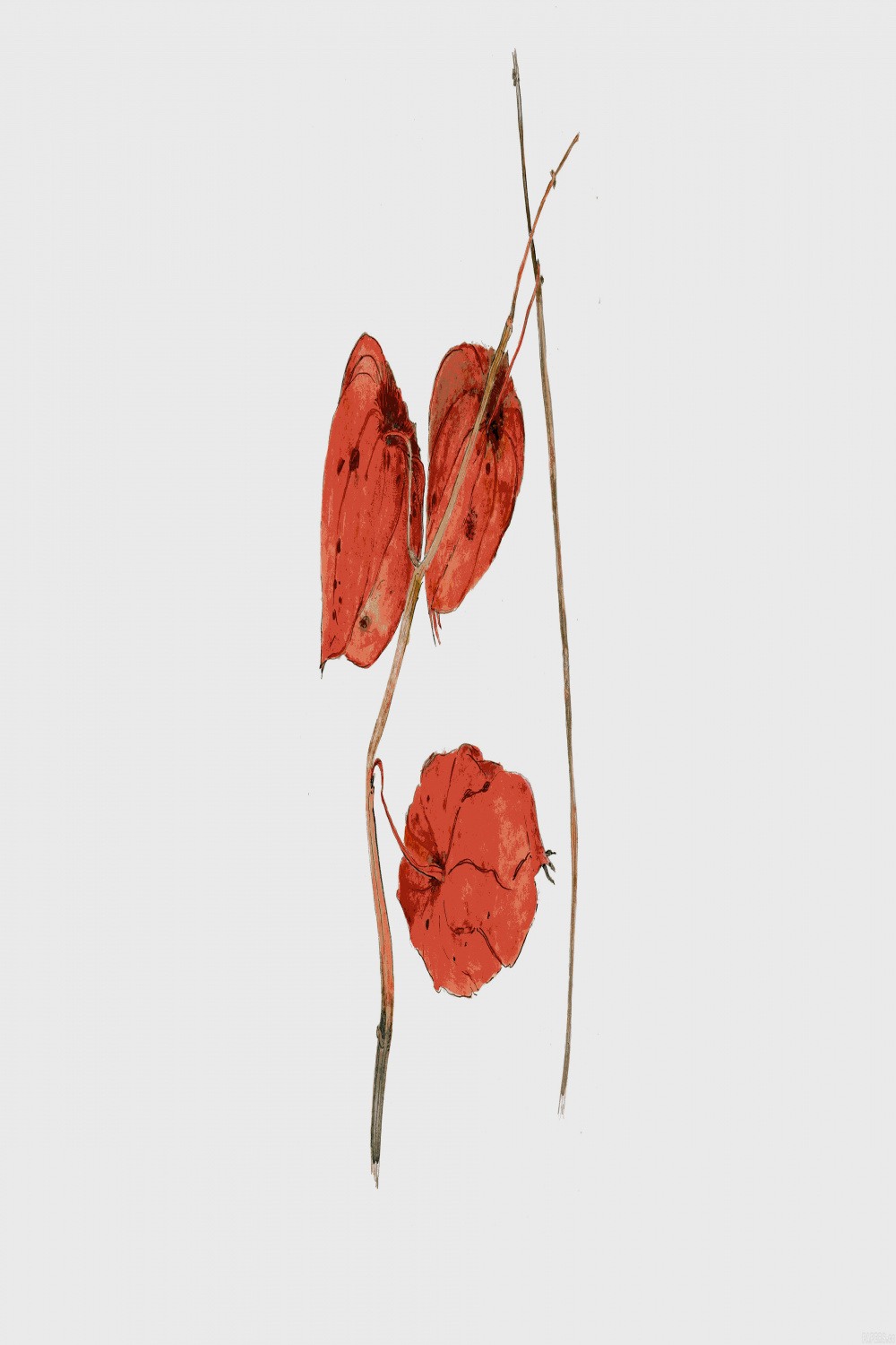 wallpaper for desktop, laptop  al-liz-illust-art-flower-drawing