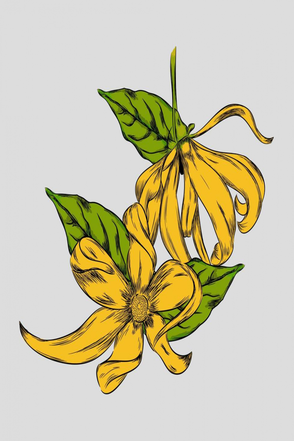 ylang ylang flower hand drawn vector illustration  Vector