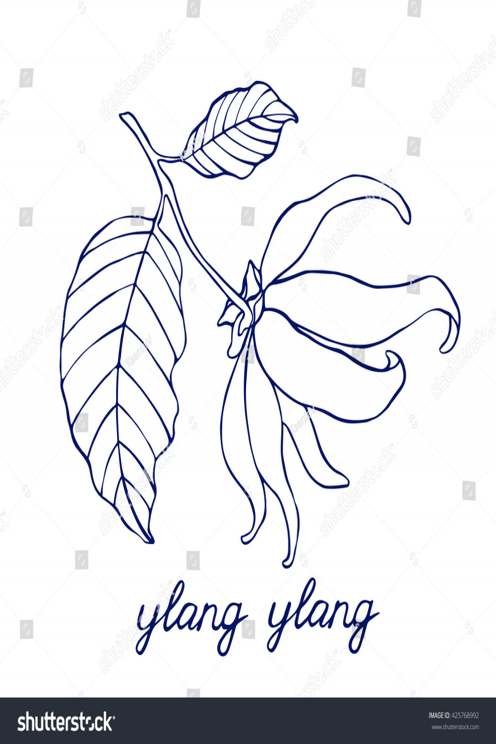 Ylang Ylang handgezeichnet Vektorgrafik. Ylang-Blumenskizze