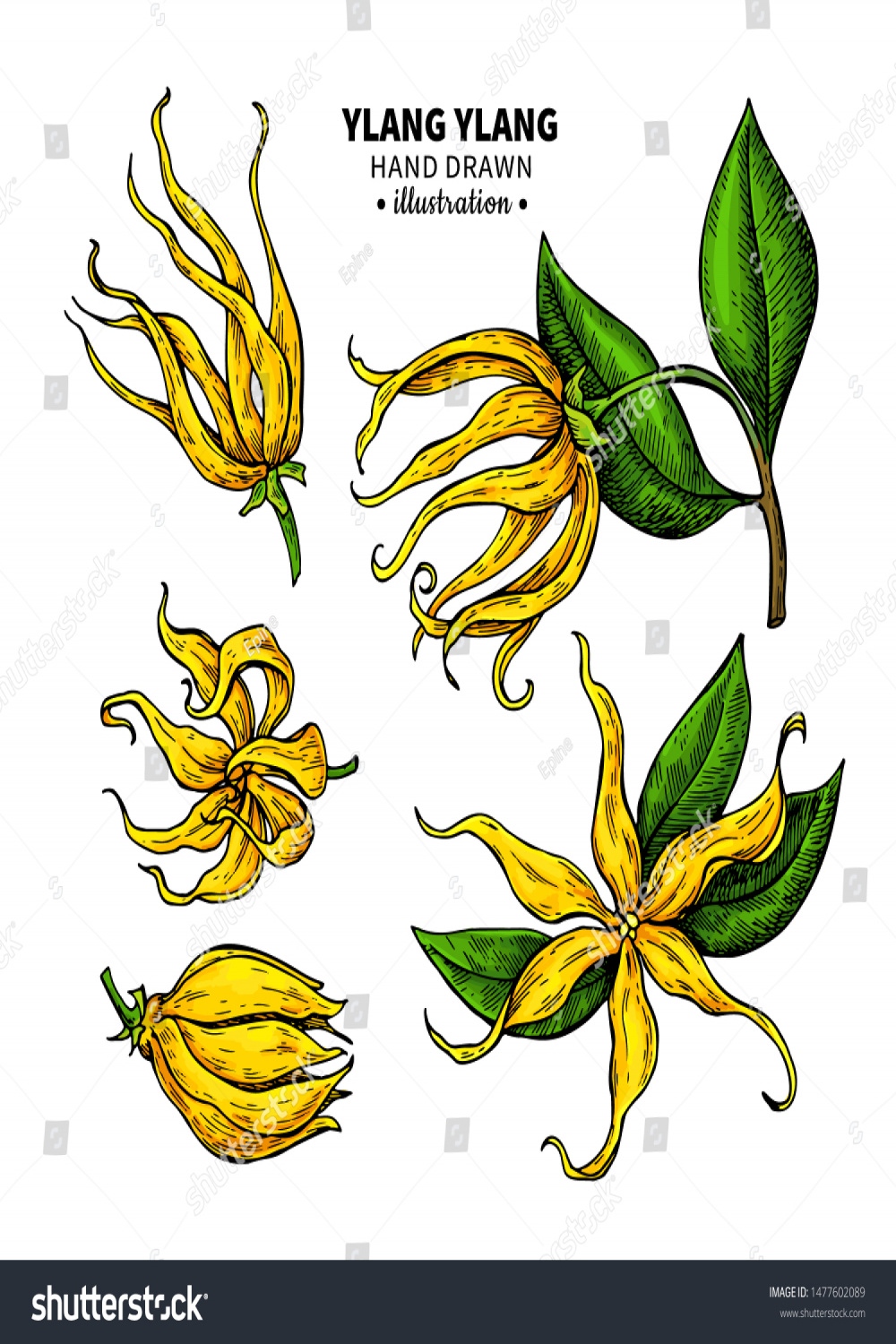 Ylang-ylang-Vektorillustration-Zeichnung