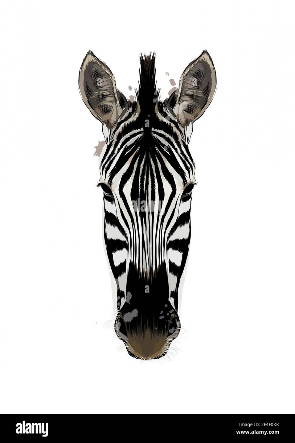 Zebra head portrait from a splash of watercolor, colored drawing