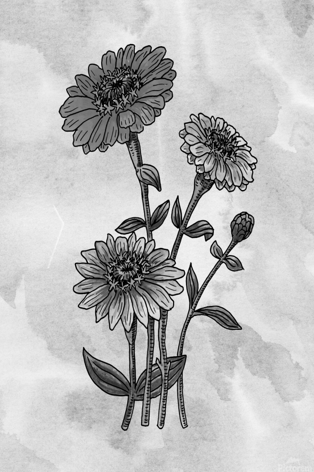 Zinnia Daisies Simple Gray Botanical Flower On Watercolor Marble