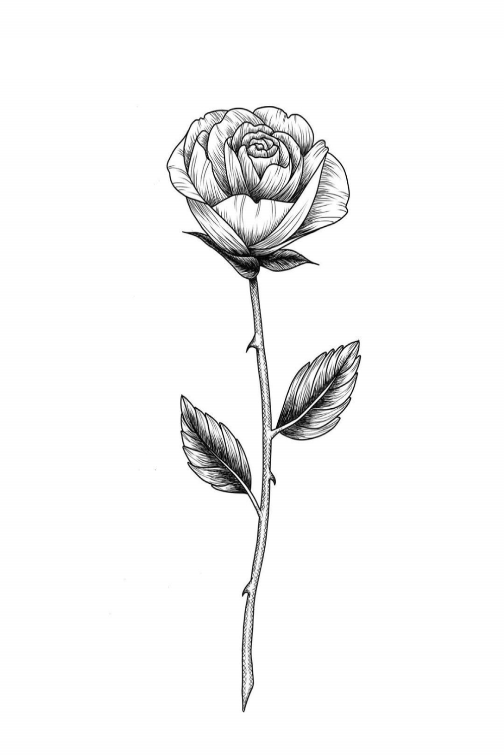 A simple rose sketch with a thorn, how to draw within -minutes