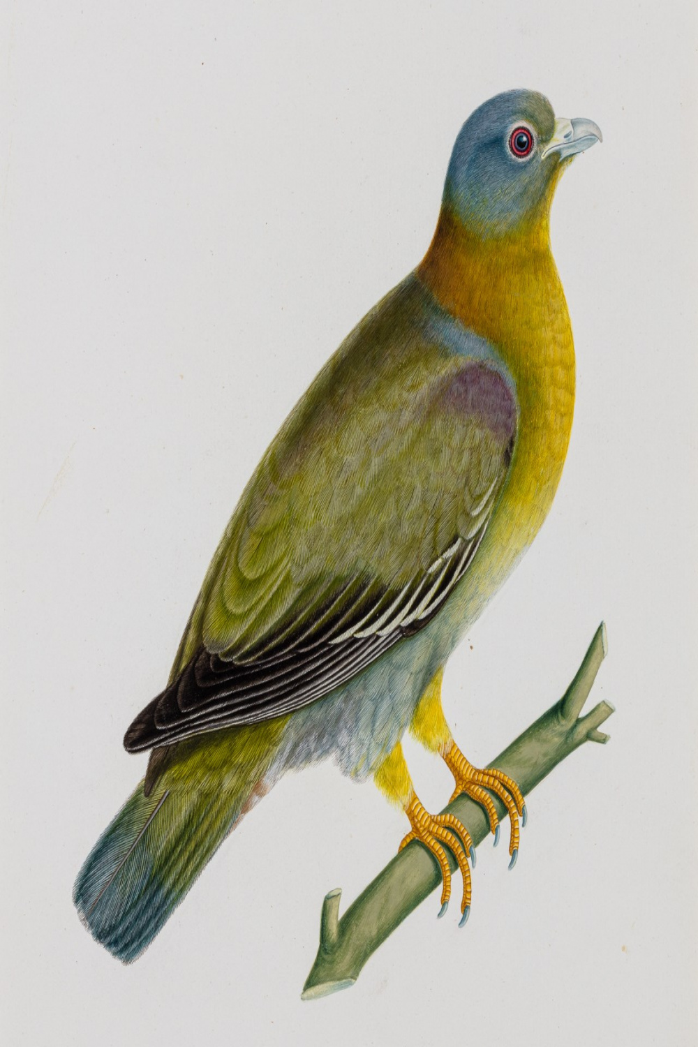 A Study of a Male Yellow-Footed Green Pigeon (Treron phoenicoptera