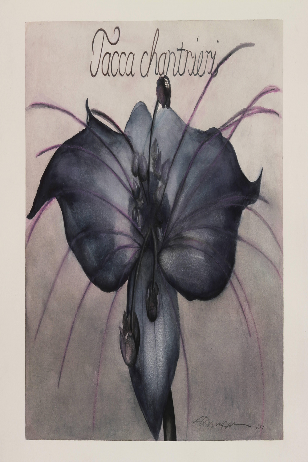 Adrienne Sherman - Bat Flower / botanical watercolor For Sale at