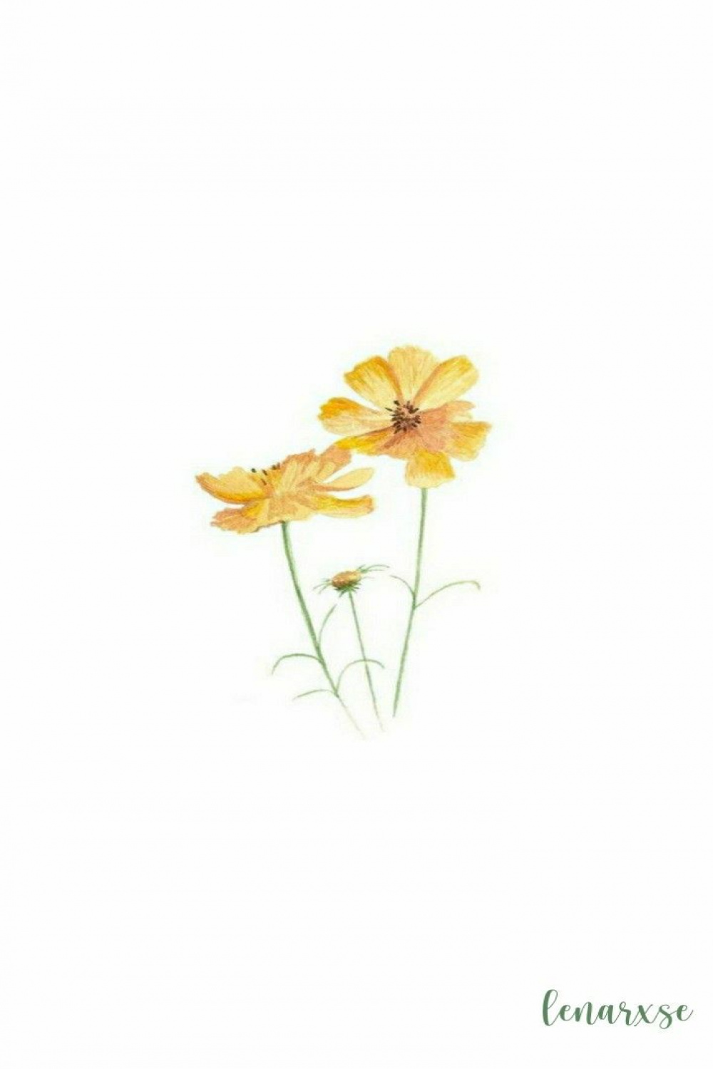 Aesthetic yellow flower watercolour  Plant aesthetic, Yellow
