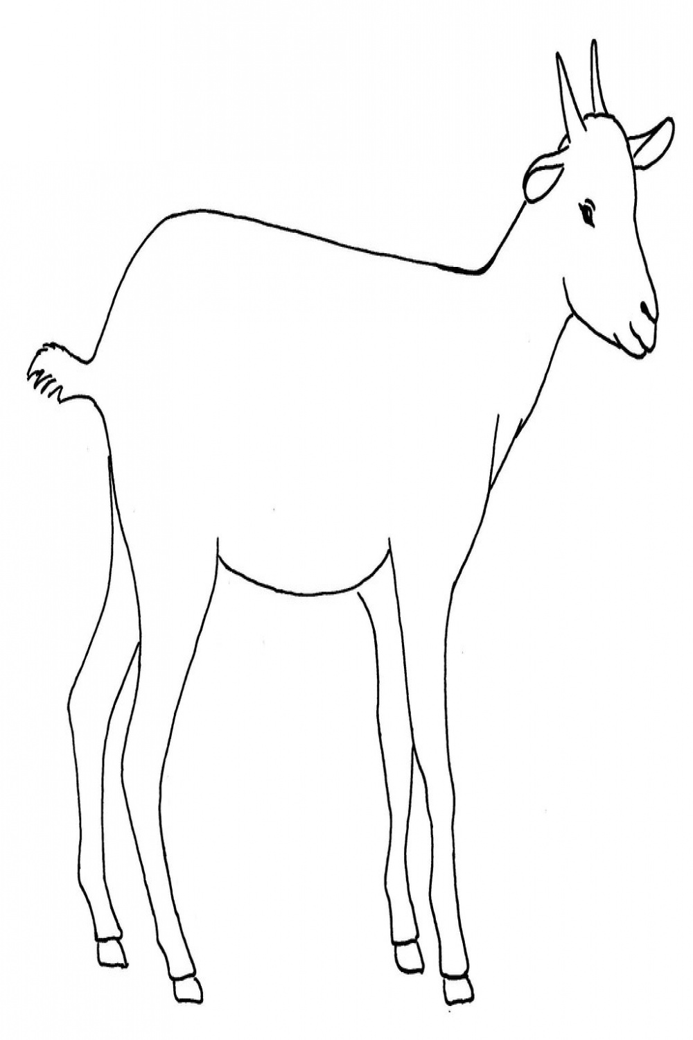 All sizes  Line drawing of a goat  Flickr - Photo Sharing!