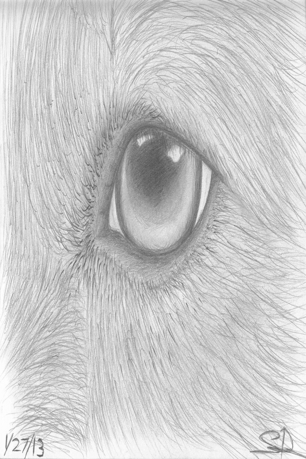 An Eye&#;s View  " by " pencil drawing of a dog&#;s eye ~ /  Flickr